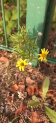 Senecio inaequidens