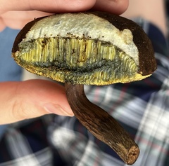 Cyanoboletus pulverulentus
