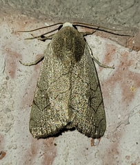 Bagisara buxea