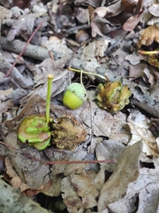 Andricus quercuscalicis