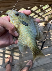 Lepomis auritus × macrochirus