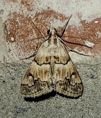 Noctueliopsis brunnealis