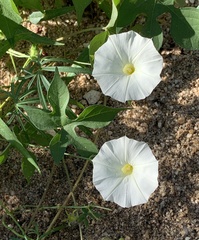 Ipomoea ternifolia