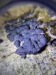 Hypoxylaceae