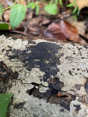 Hypoxylaceae