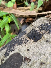 Hypoxylaceae