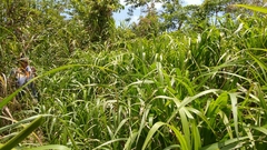 Paspalum fasciculatum