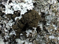 Ricasolia amplissima