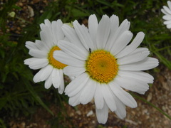 Leucanthemum heterophyllum