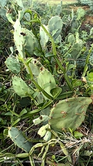 Opuntia stricta