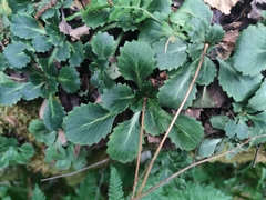 Saxifraga spathularis