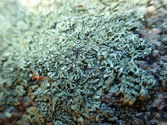 Xanthoparmelia stenophylla