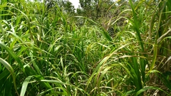 Paspalum fasciculatum