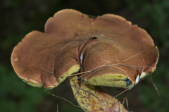 Cyanoboletus