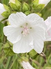 Malva moschata