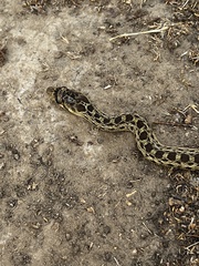 Pituophis catenifer catenifer