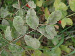 Erysiphe astragali