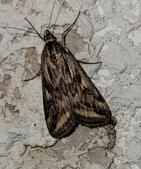 Loxostege cereralis
