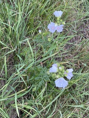 Malva moschata