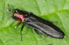 Agrilus ruficollis