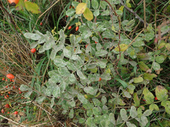 Erysiphe astragali