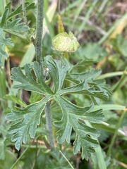 Malva moschata