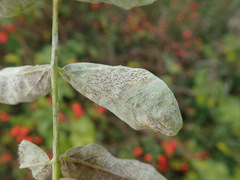 Erysiphe astragali
