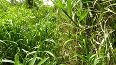 Paspalum fasciculatum