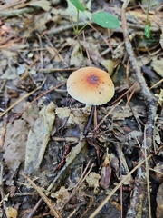 Lepiota rubrotinctoides