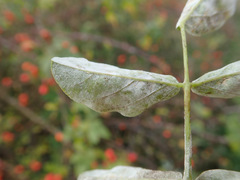 Erysiphe astragali