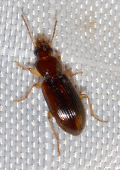 Stenolophini