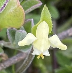 Disperis villosa