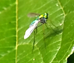 Chrysosoma