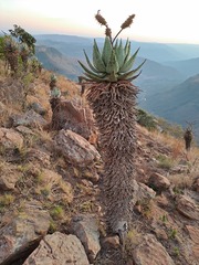 Aloe marlothii