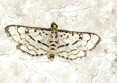 Hileithia rehamalis