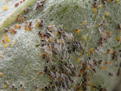 Erysiphe astragali