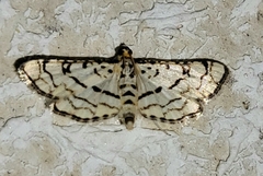 Hileithia rehamalis