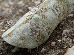 Erysiphe astragali