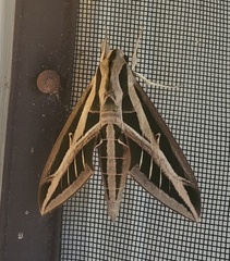 Eumorpha fasciatus