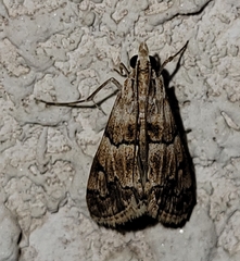 Noctueliopsis brunnealis