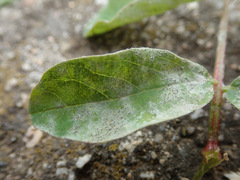 Erysiphe astragali