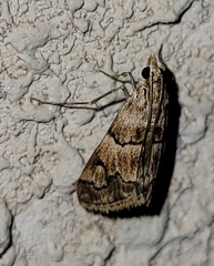 Noctueliopsis brunnealis
