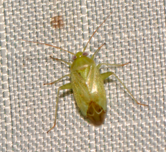 Taylorilygus apicalis