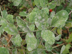 Erysiphe astragali