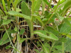 Leucanthemum heterophyllum