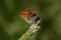 Lycaena thersamon