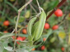 Erysiphe astragali