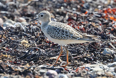 Calidris subruficollis