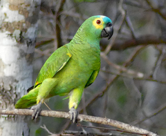 Amazona aestiva