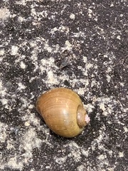 Pomacea canaliculata